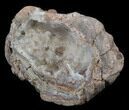 Crystal Filled Dugway Geode (Polished Half) #38858-2